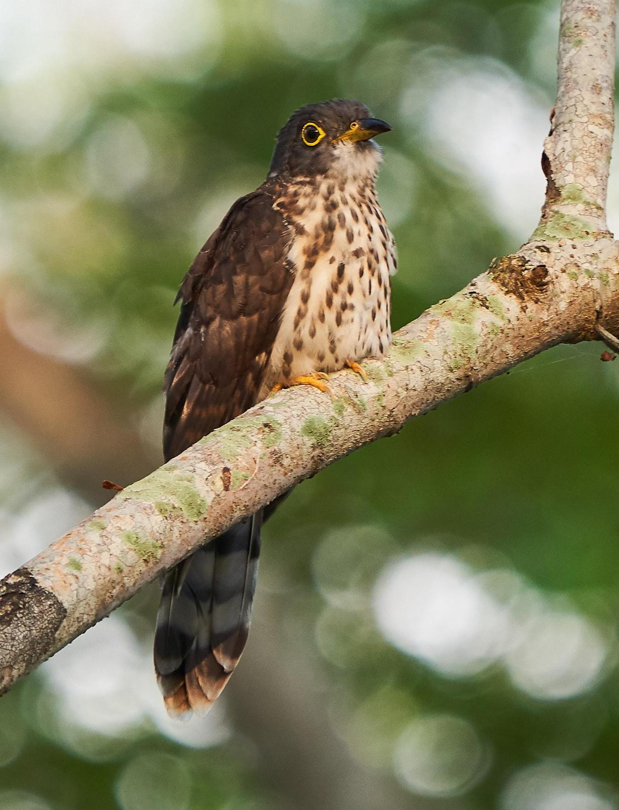 Malaysian Hawk-Cuckoo Photo by Steven Cheong