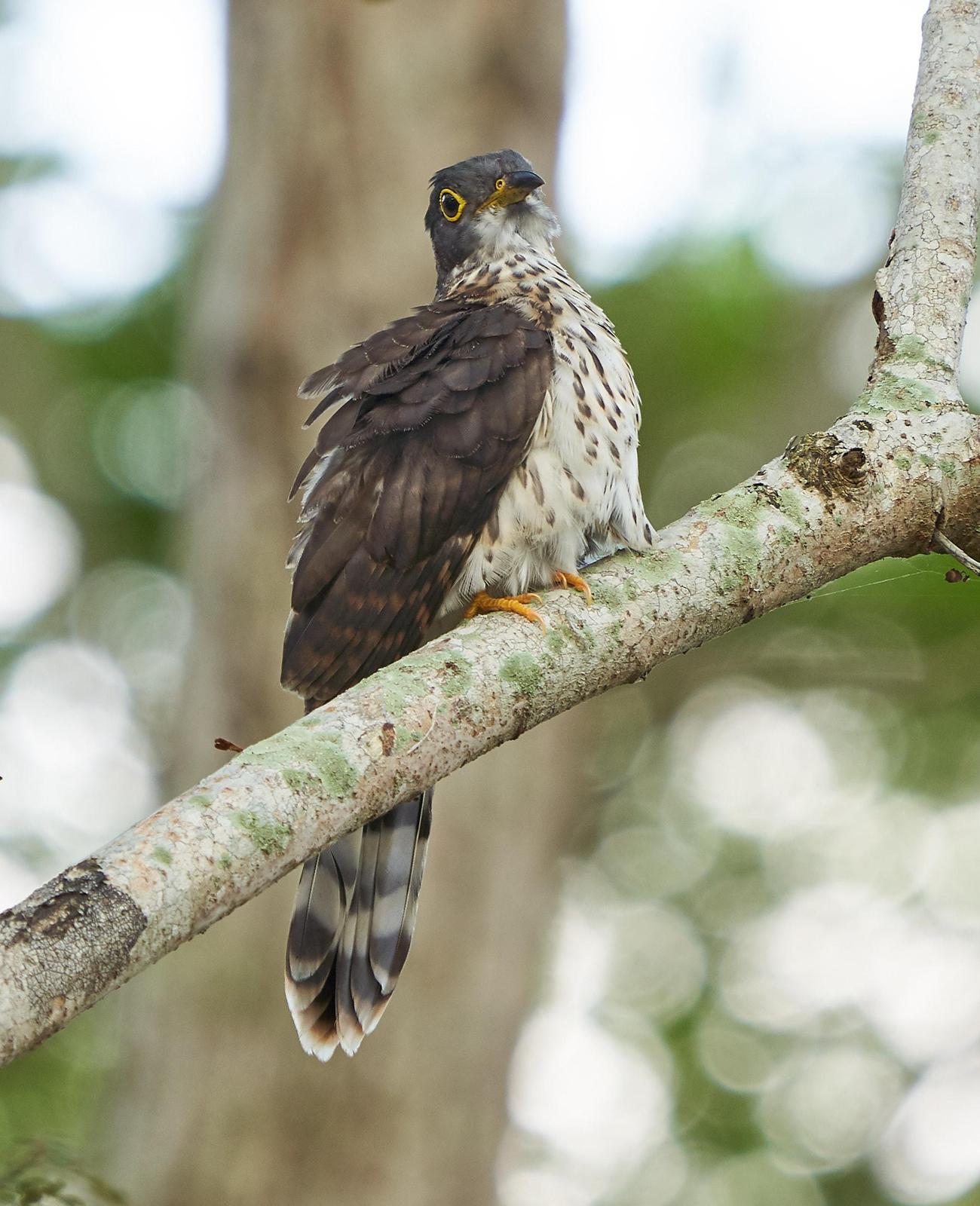Malaysian Hawk-Cuckoo Photo by Steven Cheong