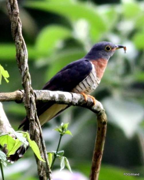 Red-chested Cuckoo Photo by Frank Gilliland
