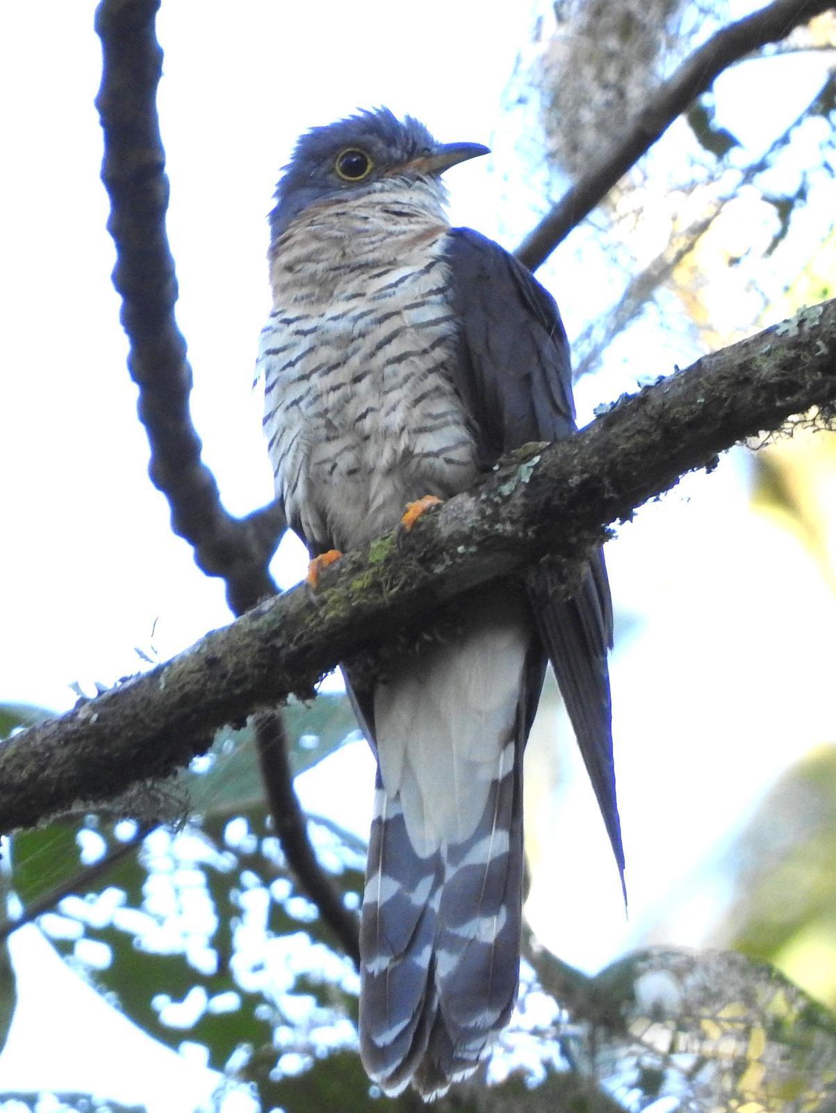 Red-chested Cuckoo Photo by Todd A. Watkins