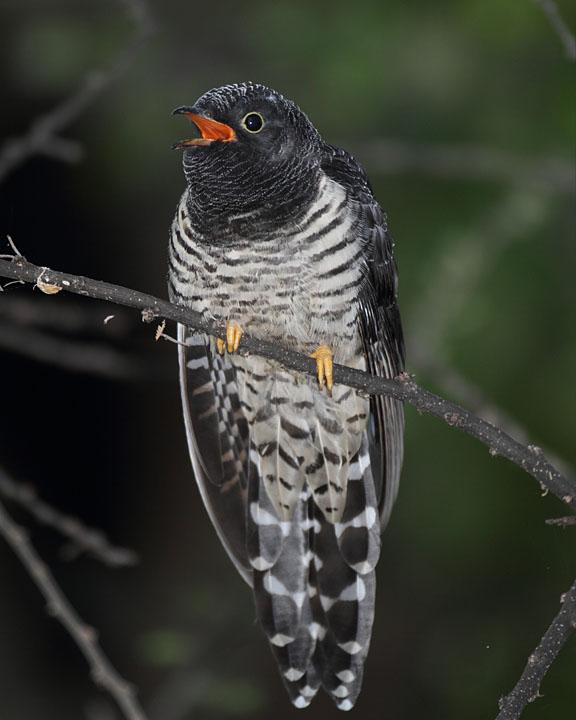 Red-chested Cuckoo Photo by Jack Jeffrey