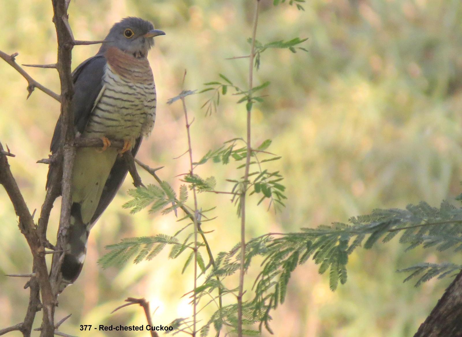 Red-chested Cuckoo Photo by Richard  Lowe