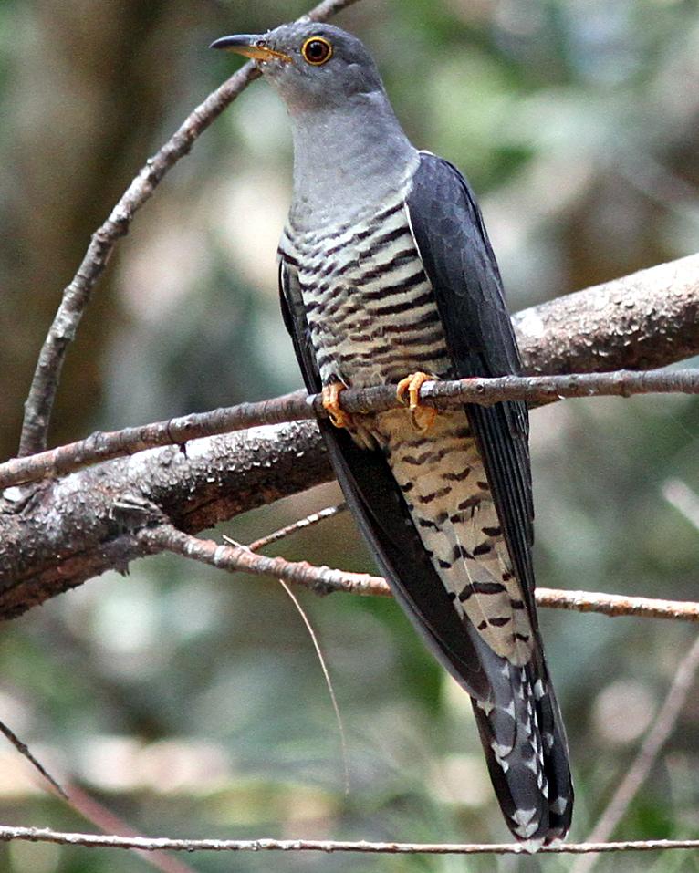 Indian Cuckoo Photo by Knut Hansen