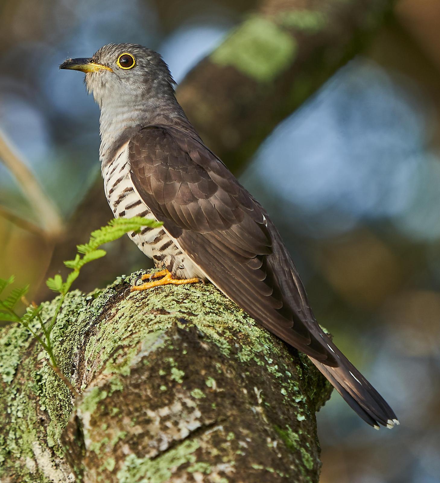 Indian Cuckoo Photo by Steven Cheong