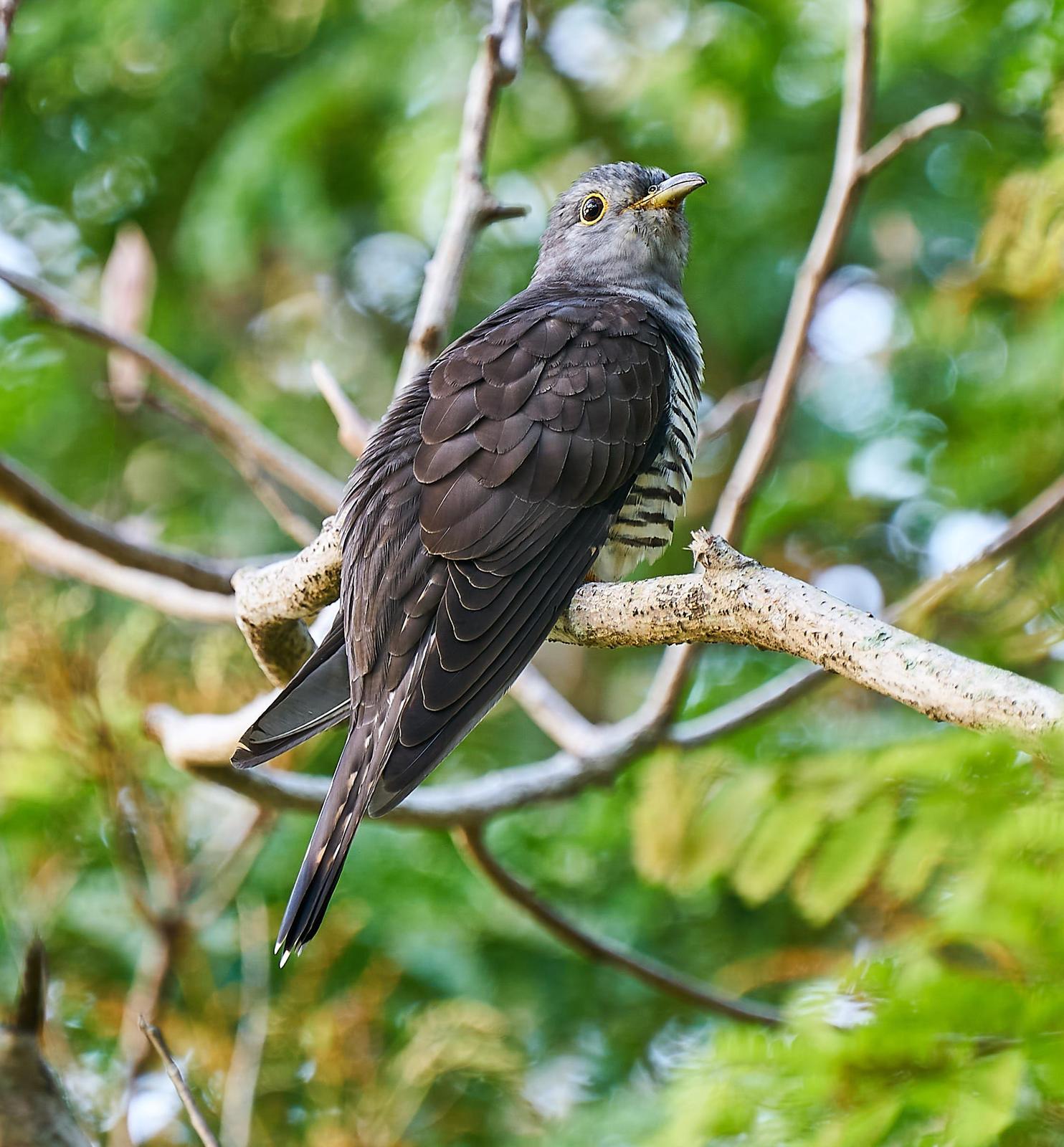 Indian Cuckoo Photo by Steven Cheong