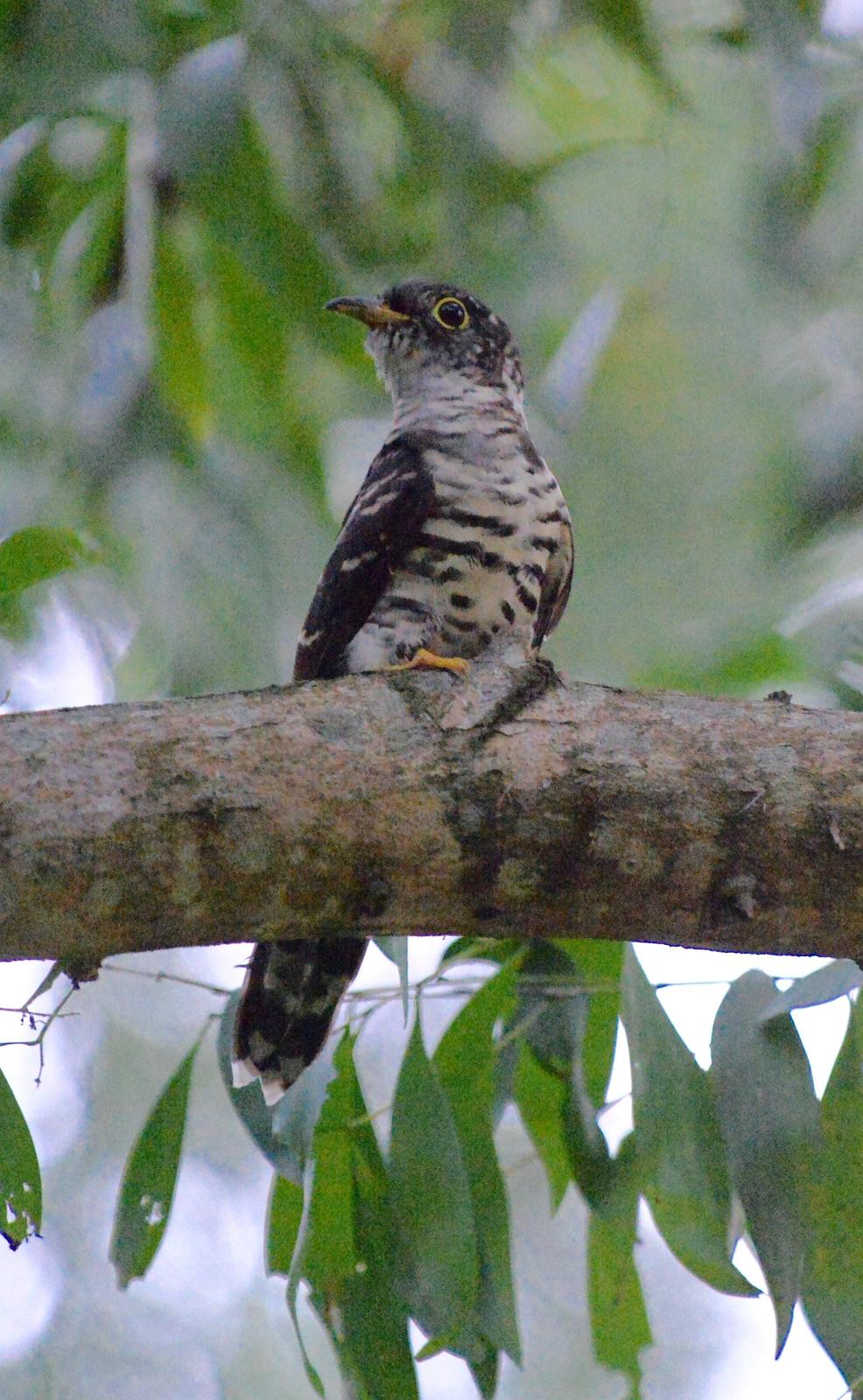Indian Cuckoo Photo by marcel finlay