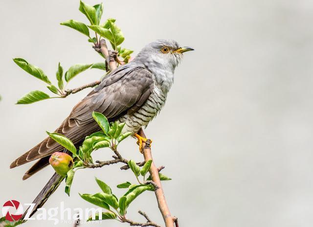 Common Cuckoo Photo by Zagham Awan
