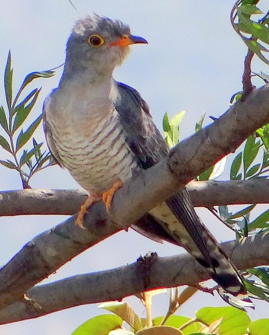 African Cuckoo Photo by Todd A. Watkins