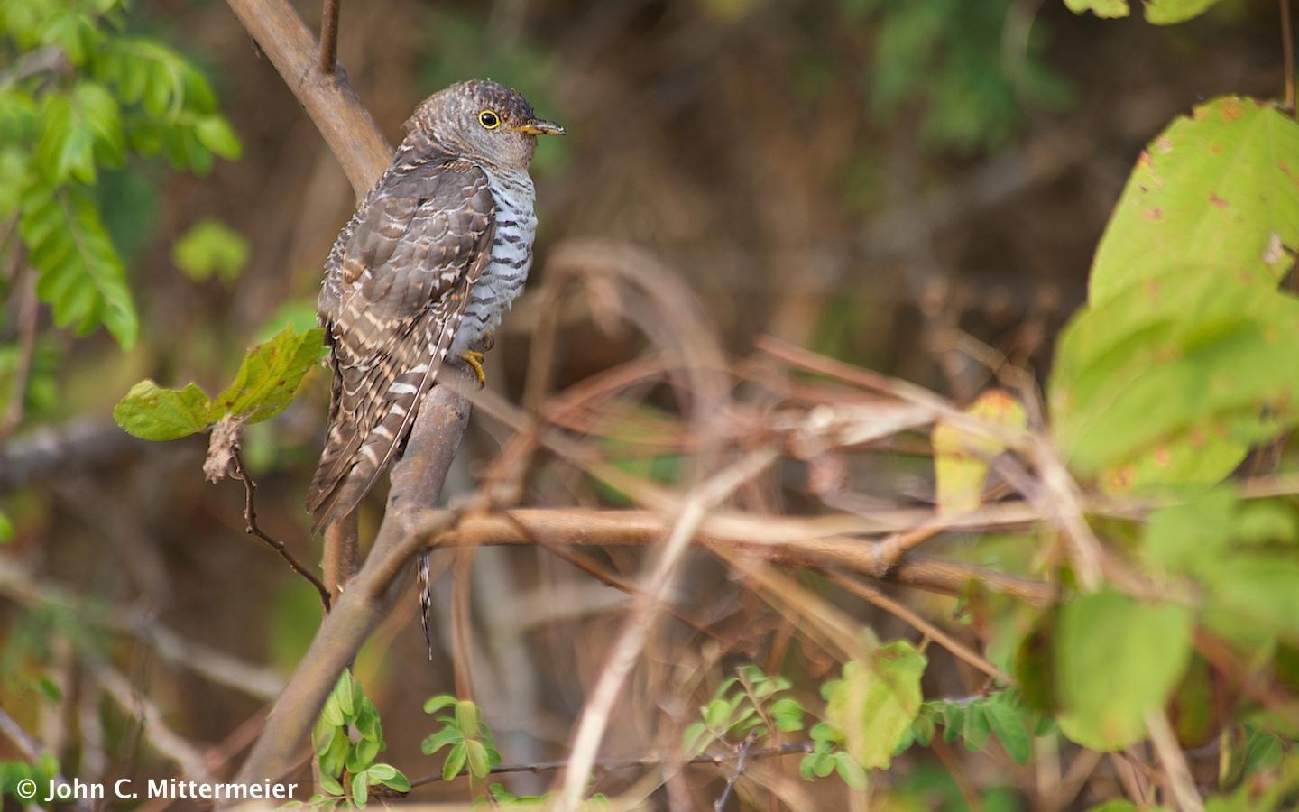 African Cuckoo Photo by John Mittermeier