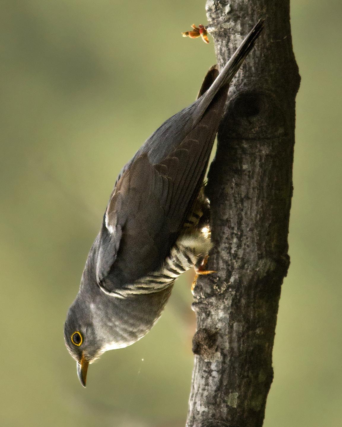 Himalayan Cuckoo Photo by Garima Bhatia