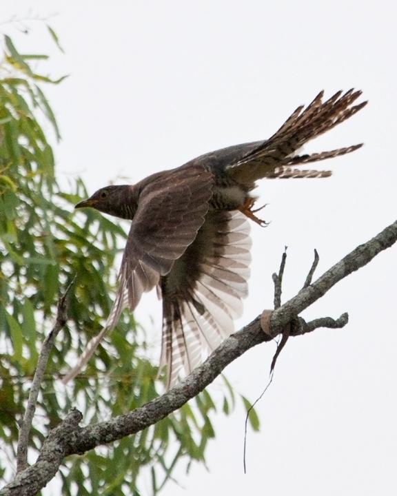 Oriental Cuckoo Photo by Mat Gilfedder
