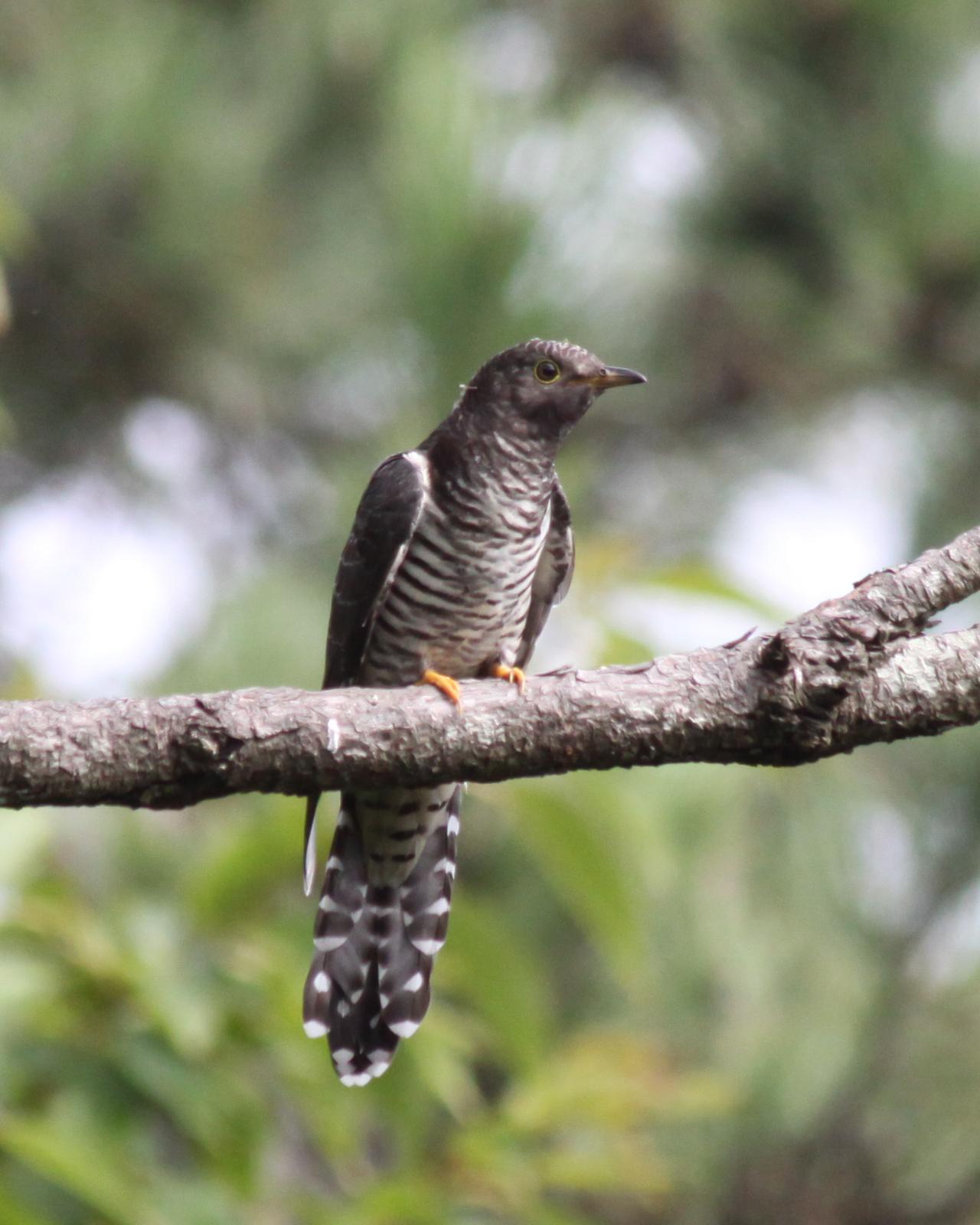 Oriental Cuckoo Photo by Kasia  Ganderska Someya 