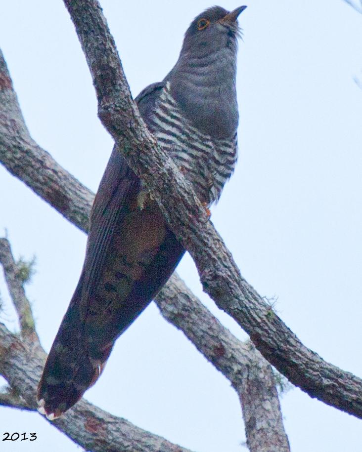 Madagascar Cuckoo Photo by Sue Wright