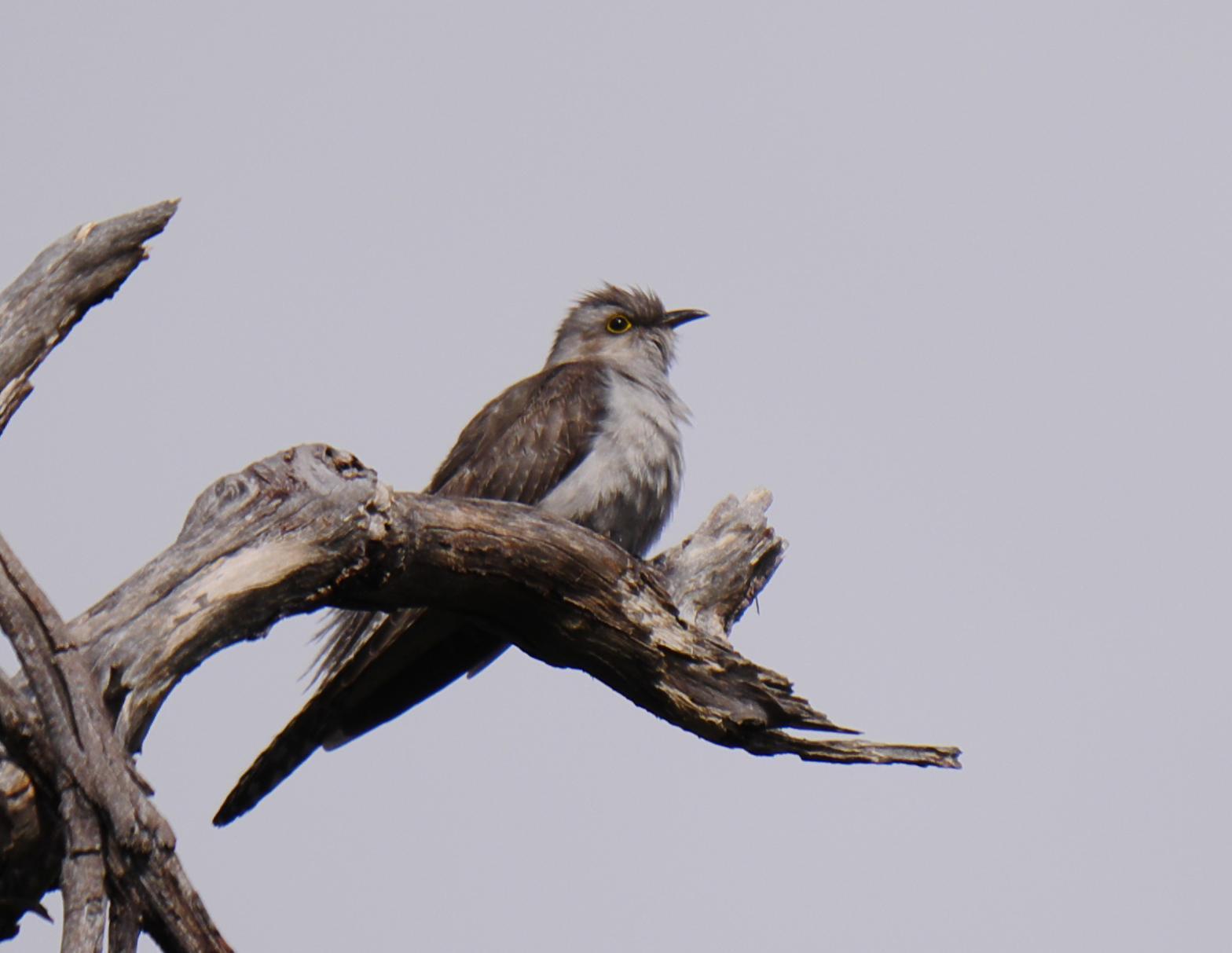 Pallid Cuckoo Photo by Peter Lowe