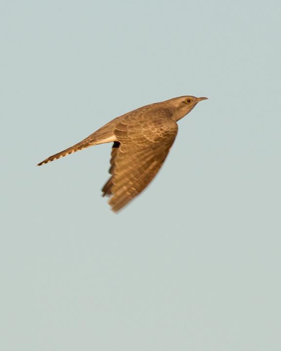 Pallid Cuckoo Photo by Mat Gilfedder