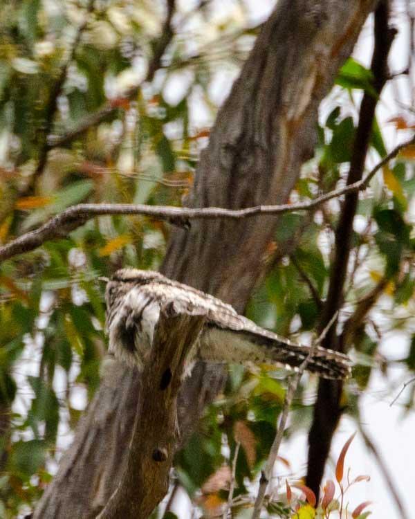 Pallid Cuckoo Photo by Bob Hasenick