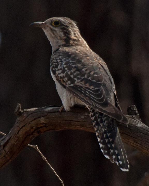 Pallid Cuckoo Photo by Mat Gilfedder