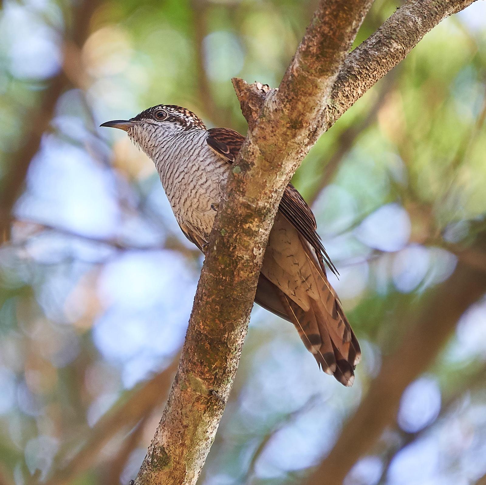 Banded Bay Cuckoo Photo by Steven Cheong