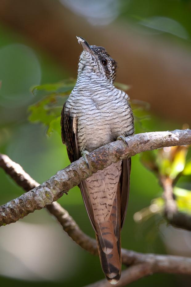 Banded Bay Cuckoo Photo by Julie Edgley