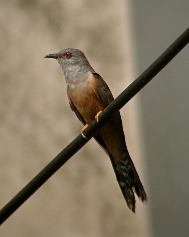 Plaintive Cuckoo Photo by Sean Fitzgerald