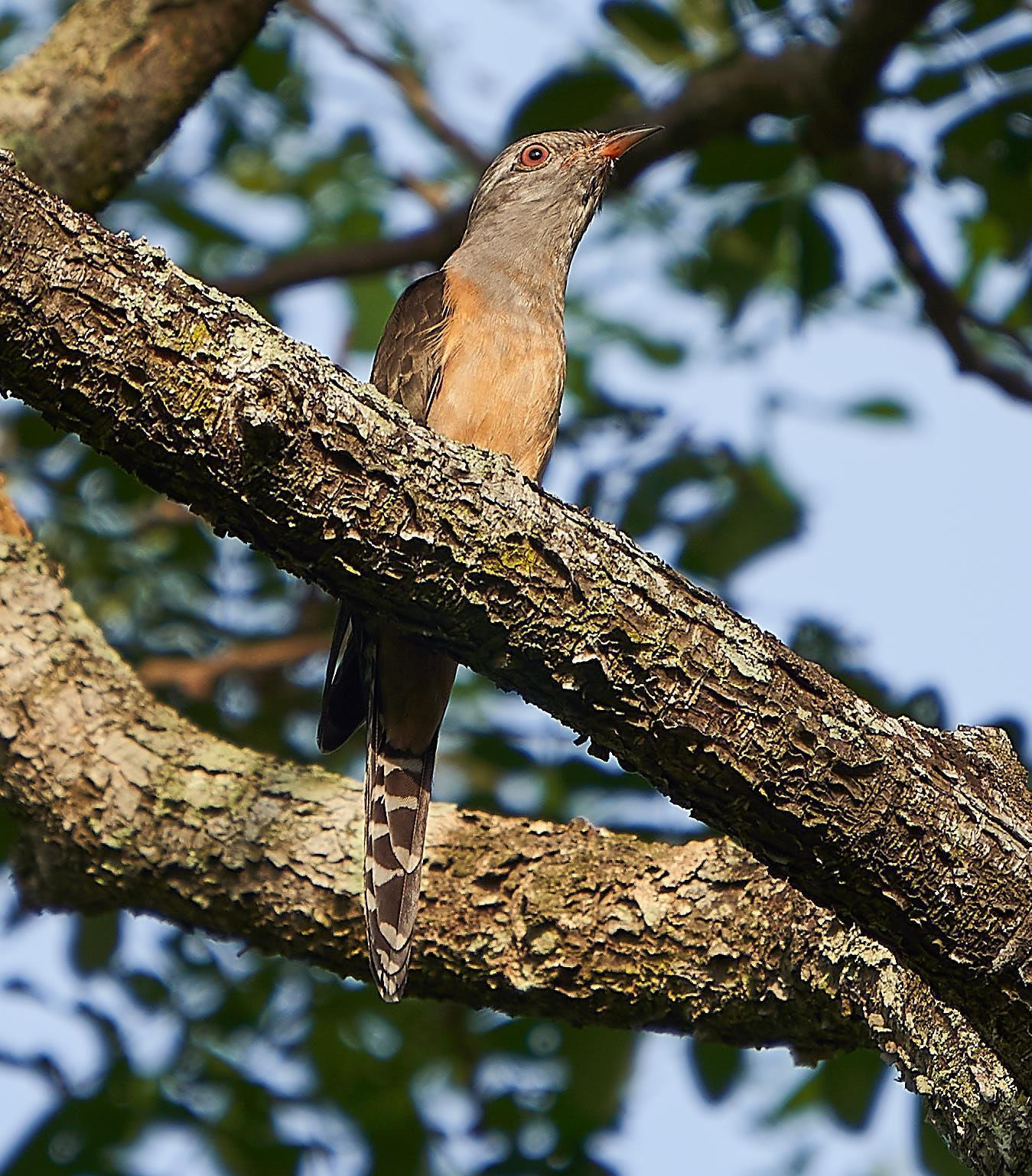 Plaintive Cuckoo Photo by Steven Cheong