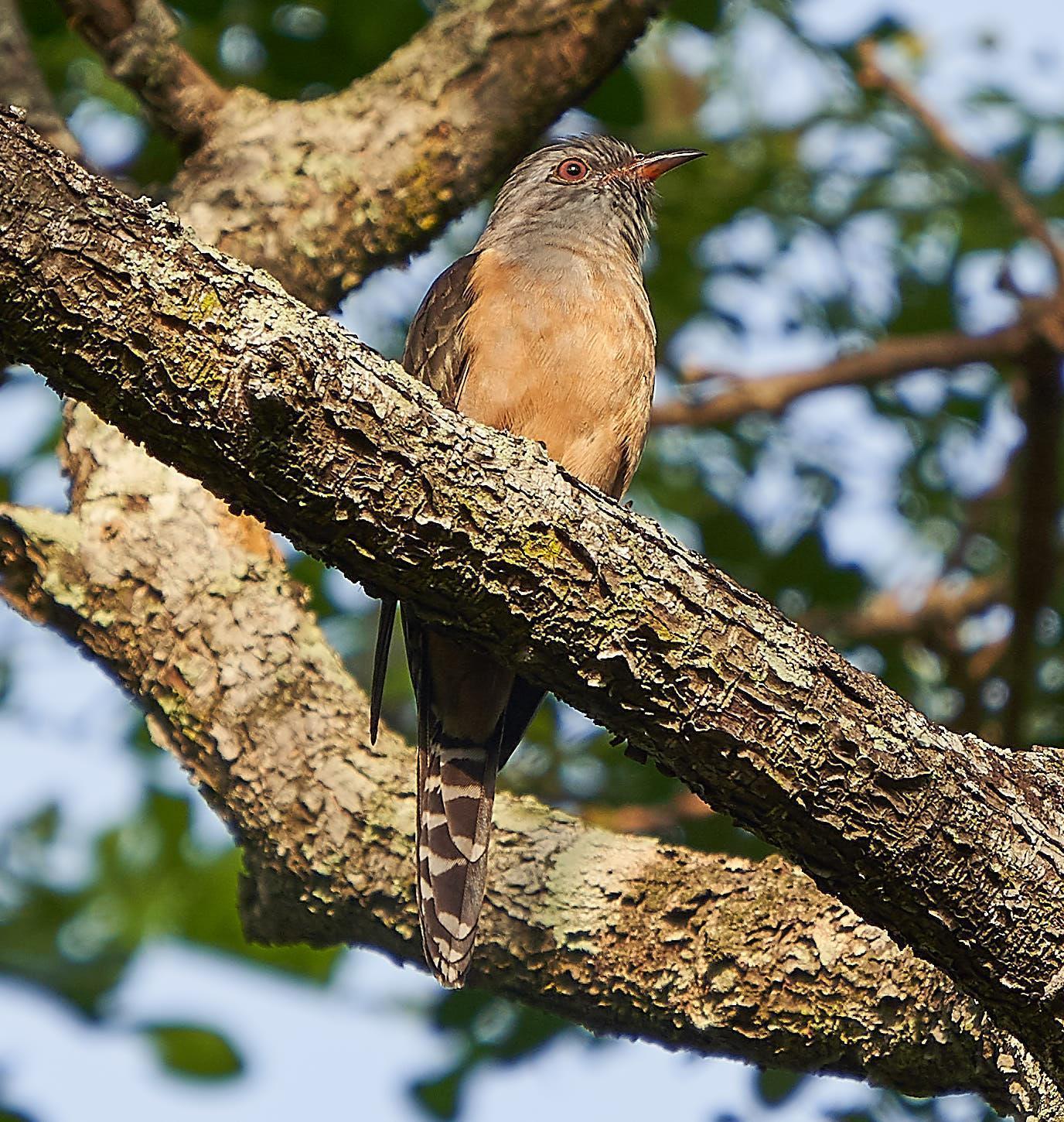 Plaintive Cuckoo Photo by Steven Cheong