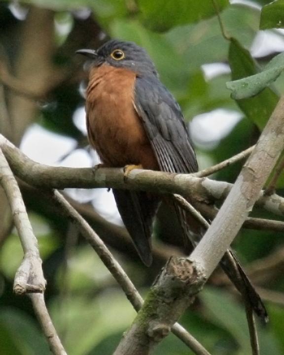 Chestnut-breasted Cuckoo Photo by Tom Tarrant