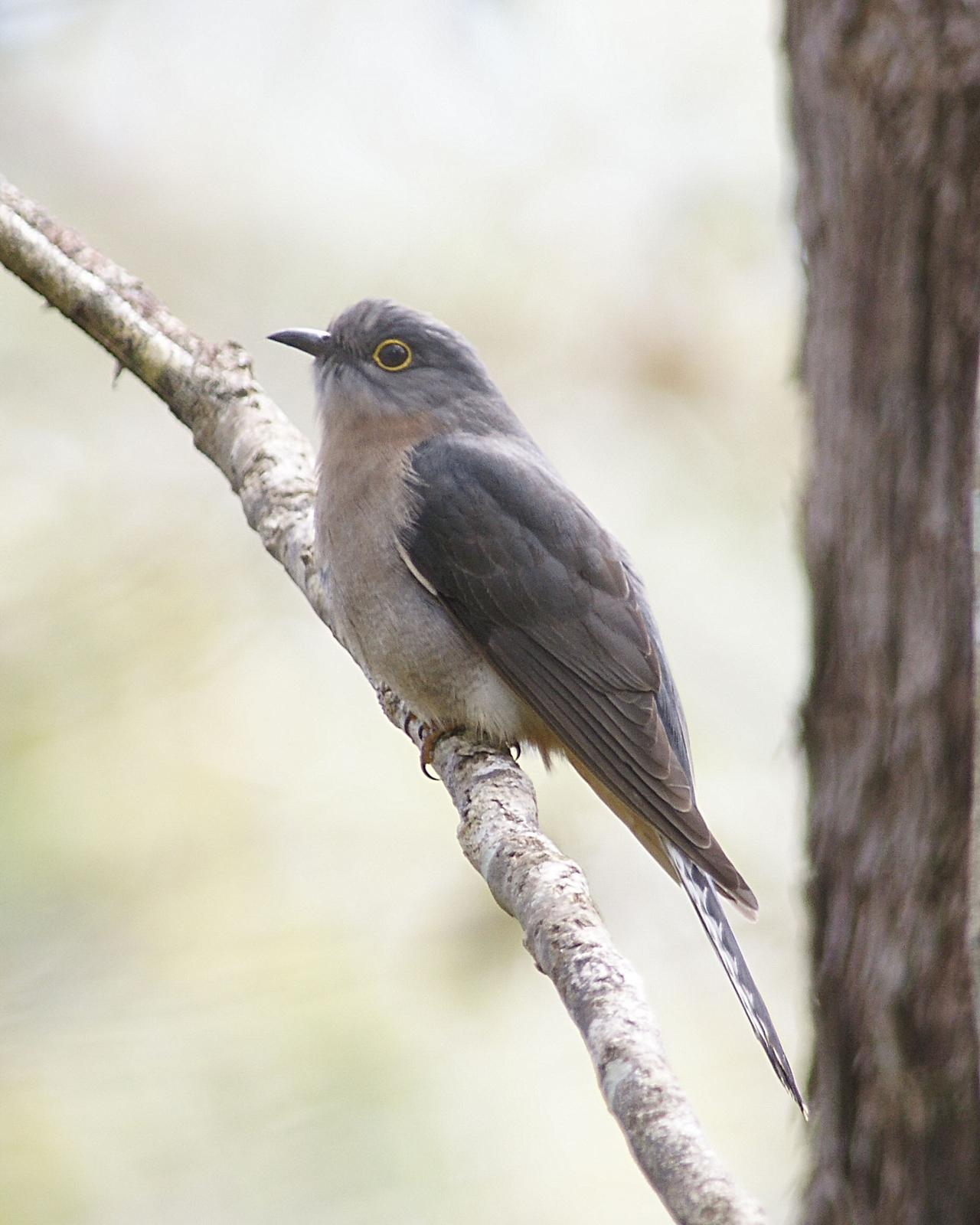 Fan-tailed Cuckoo Photo by Steve Percival