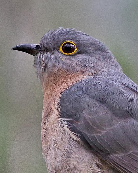 Fan-tailed Cuckoo Photo by Mat Gilfedder
