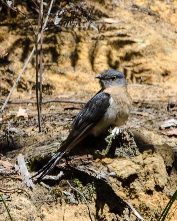 Fan-tailed Cuckoo Photo by Bob Hasenick