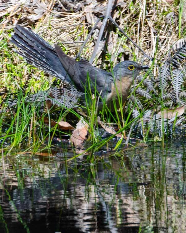 Fan-tailed Cuckoo Photo by Bob Hasenick