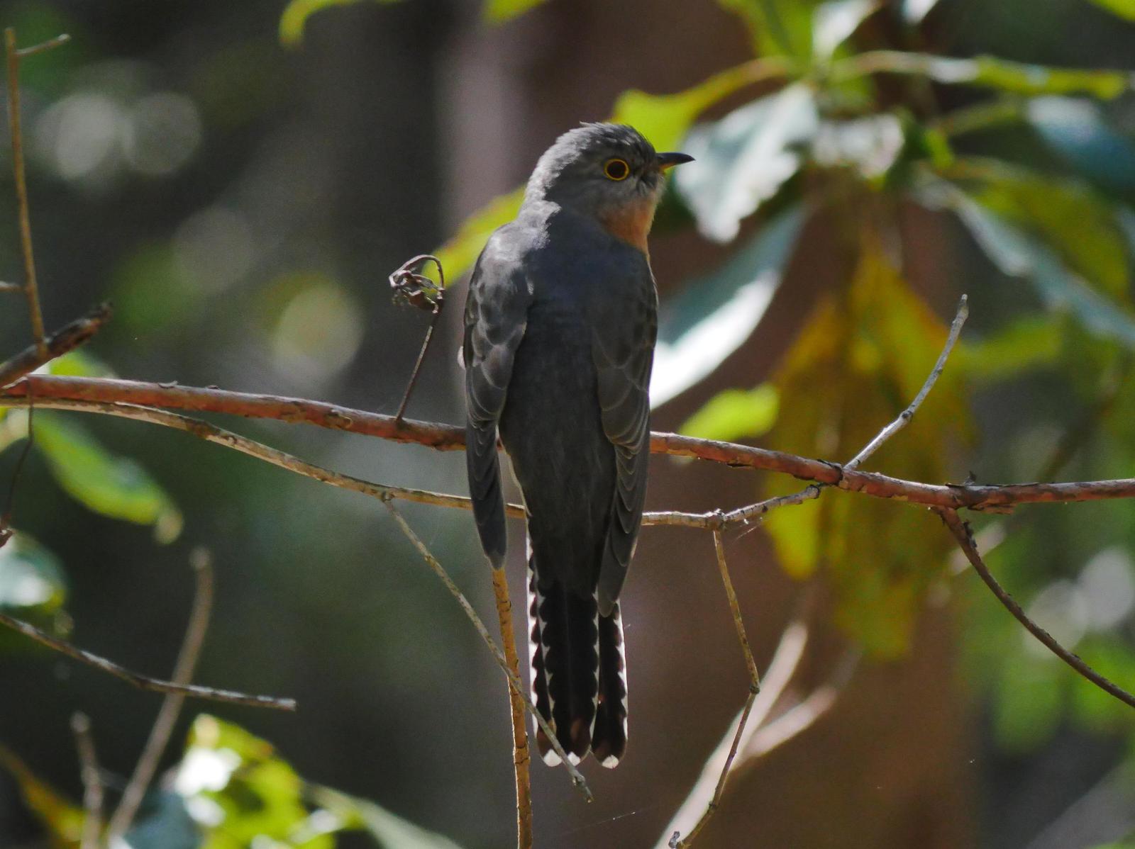 Fan-tailed Cuckoo Photo by Peter Lowe