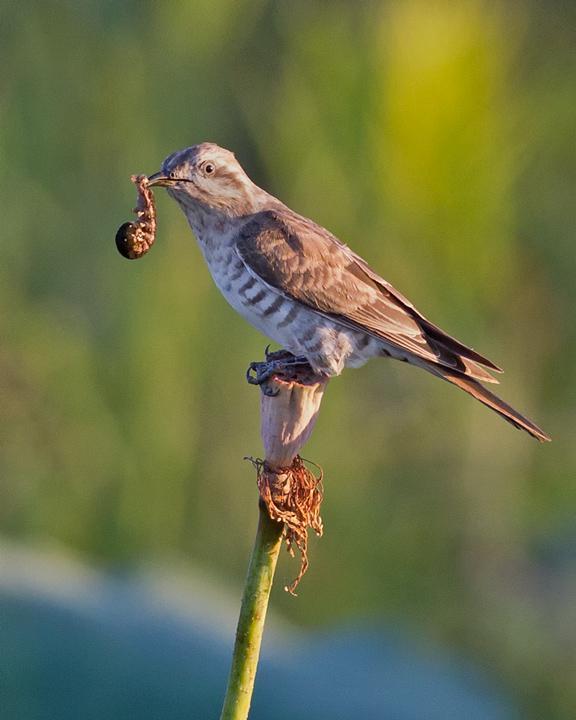 Horsfield's Bronze-Cuckoo Photo by Mat Gilfedder