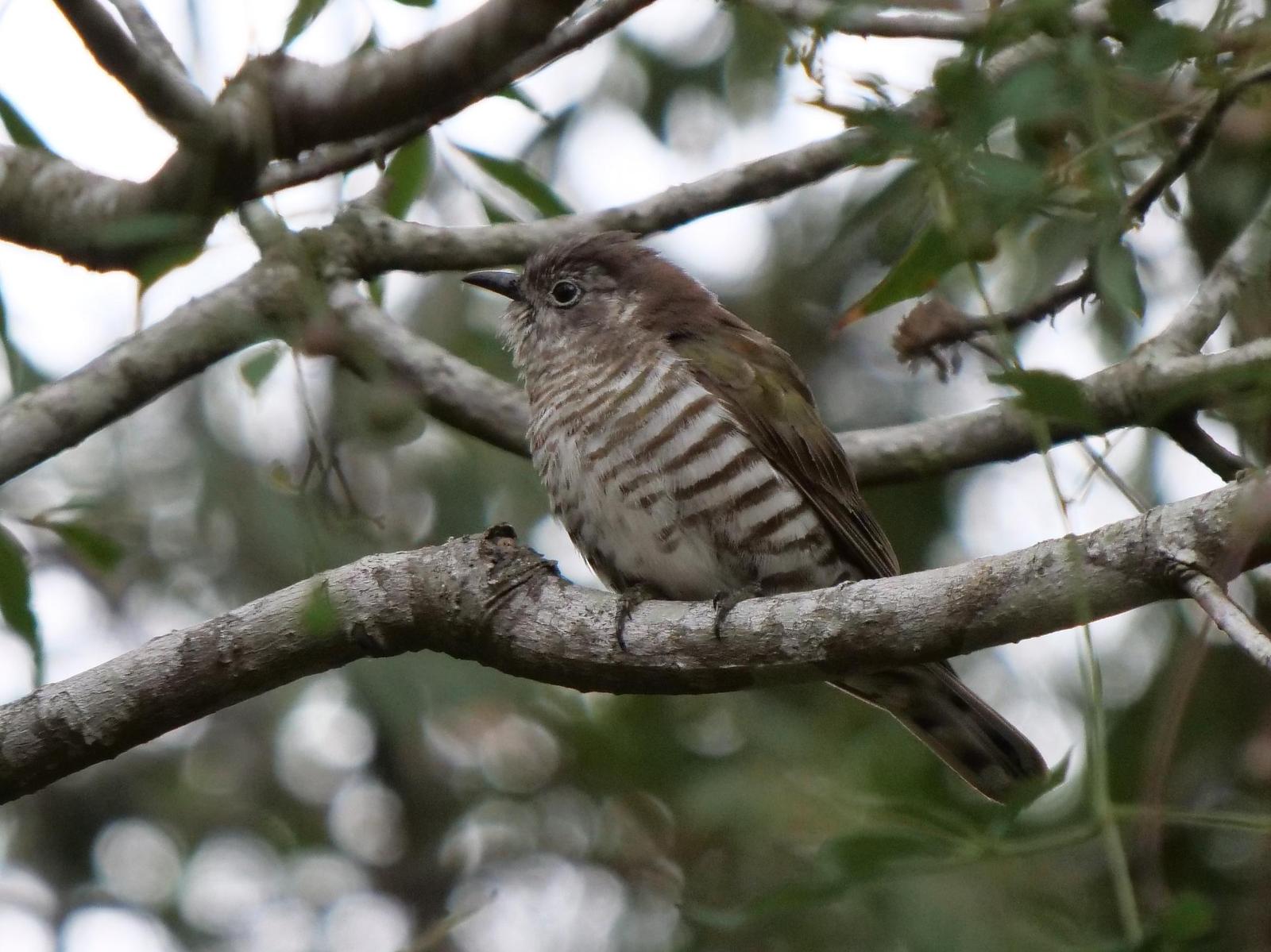 Shining Bronze-Cuckoo Photo by Peter Lowe
