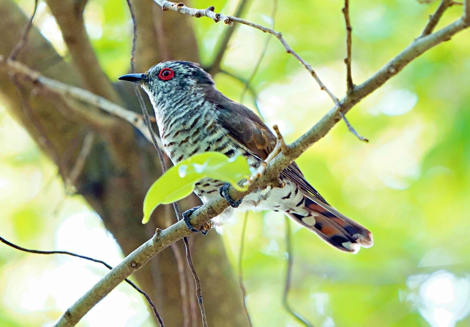 Little Bronze-Cuckoo Photo by Steven Cheong