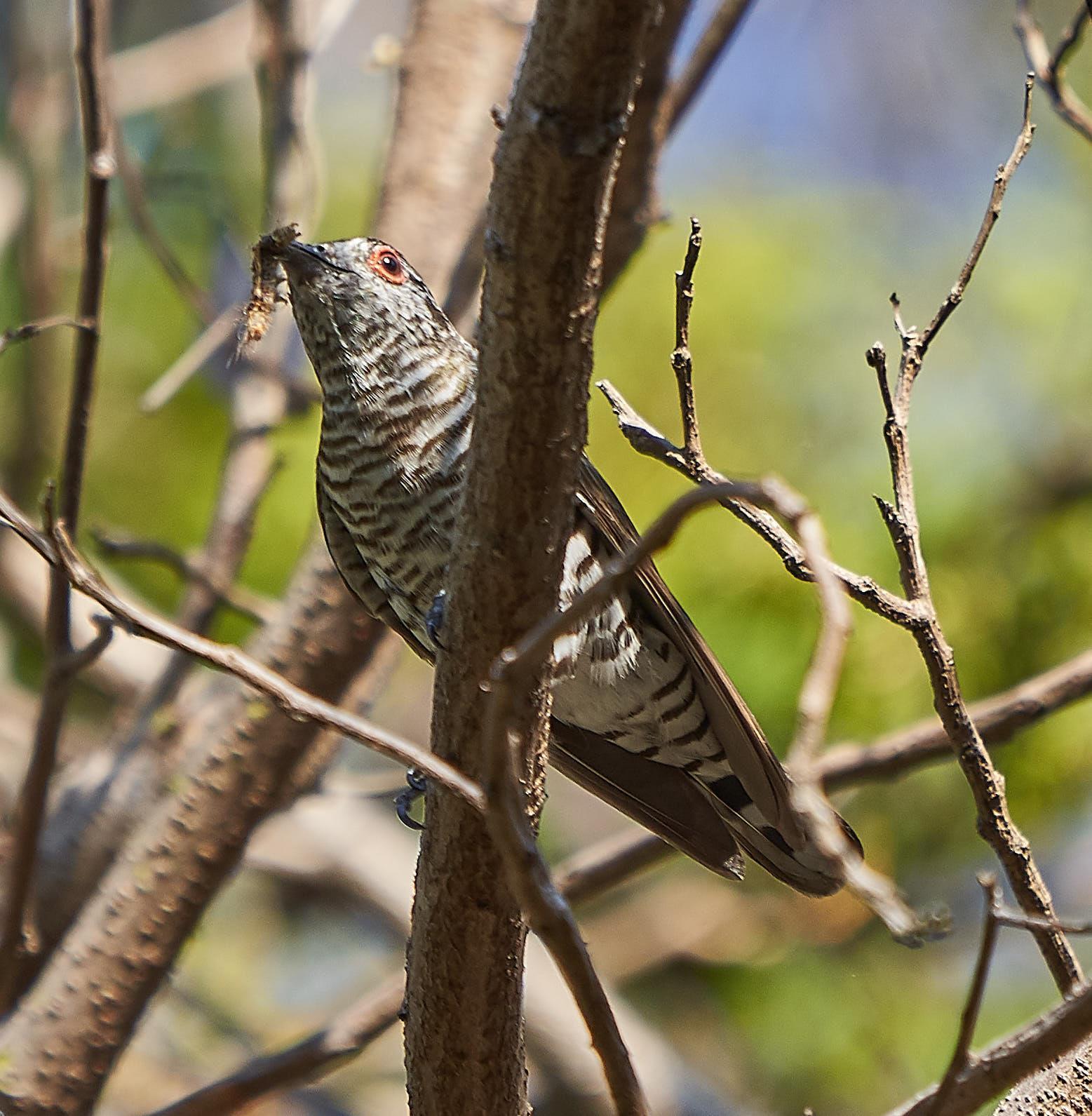 Little Bronze-Cuckoo Photo by Steven Cheong