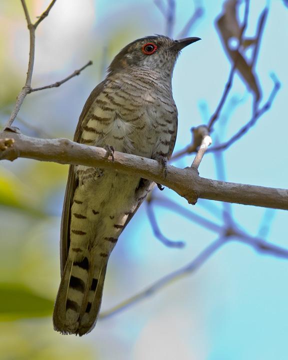 Little Bronze-Cuckoo Photo by Mat Gilfedder