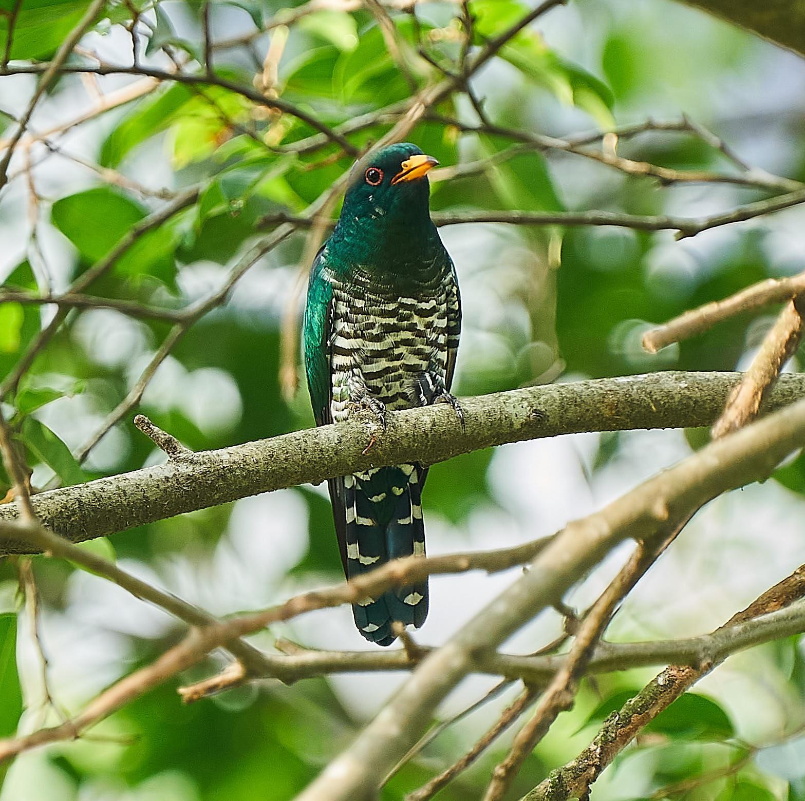 Asian Emerald Cuckoo Photo by Steven Cheong