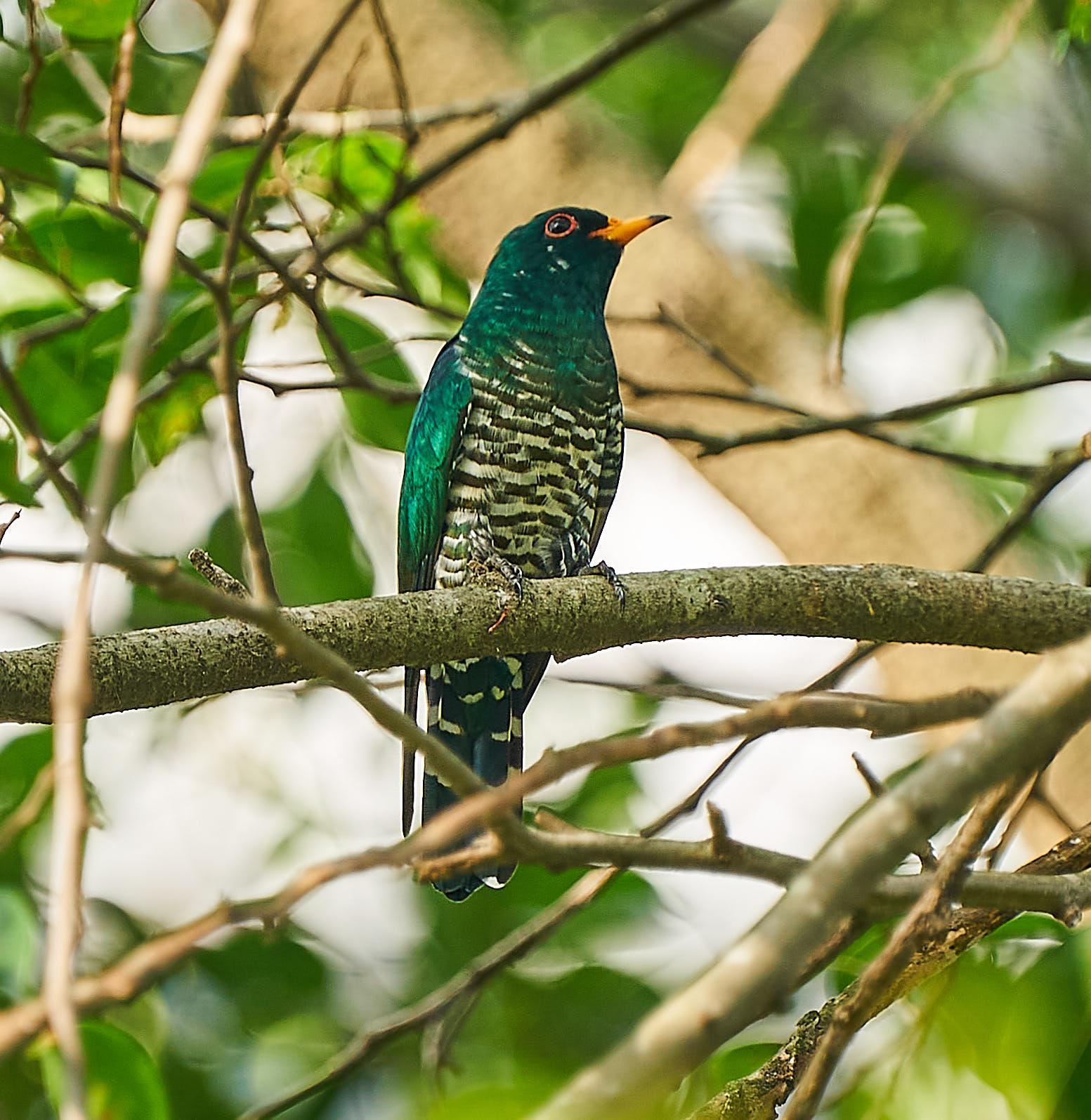 Asian Emerald Cuckoo Photo by Steven Cheong