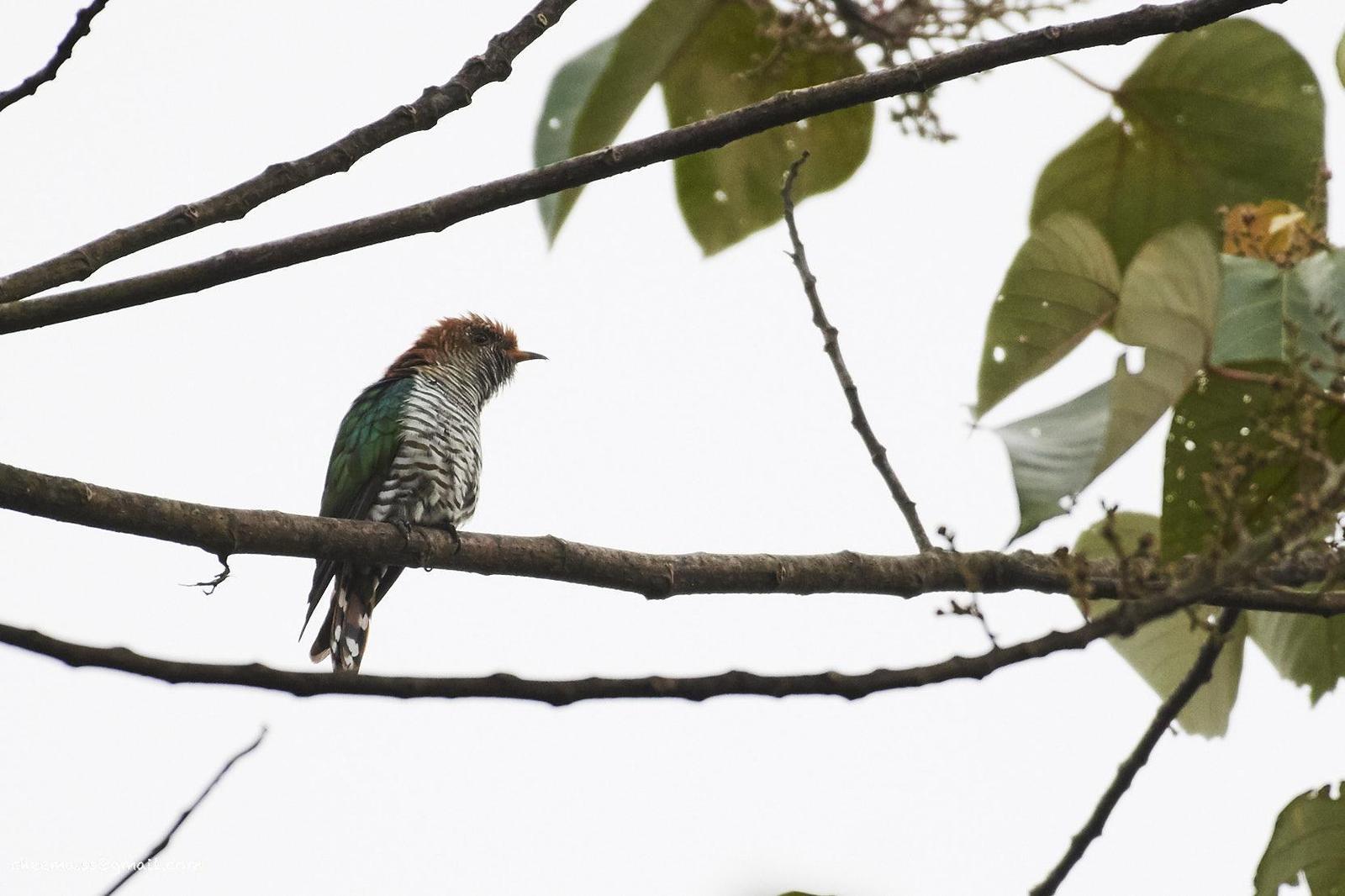 Asian Emerald Cuckoo Photo by Simepreet Cheema