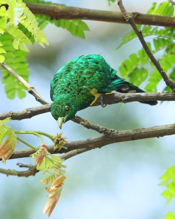 African Emerald Cuckoo Photo by Jack Jeffrey