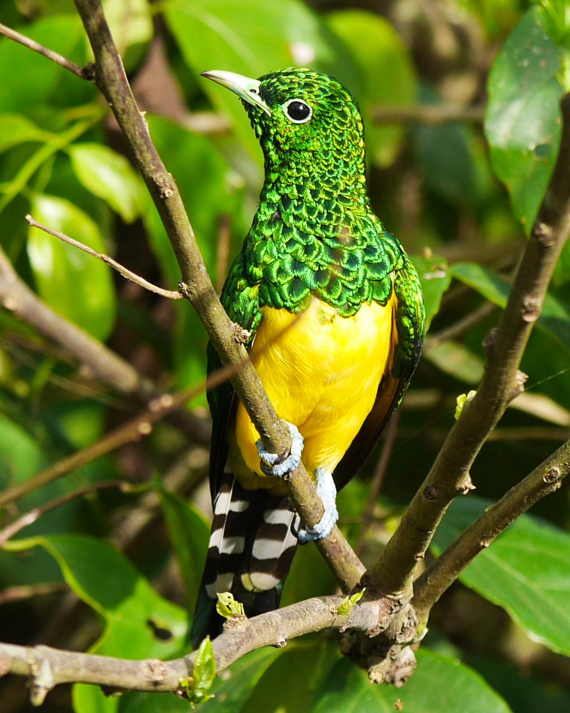 African Emerald Cuckoo Photo by Randy Siebert