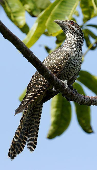 Asian Koel Photo by Kenneth Cheong