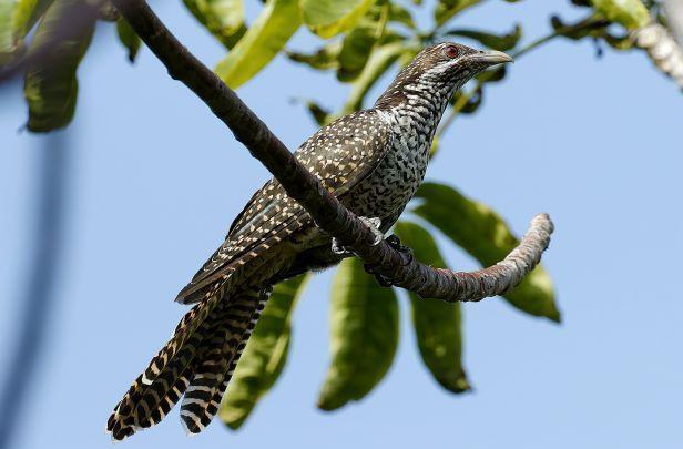 Asian Koel Photo by Kenneth Cheong