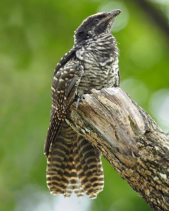 Asian Koel Photo by Peter Ericsson