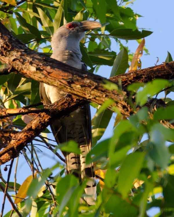 Channel-billed Cuckoo Photo by Bob Hasenick