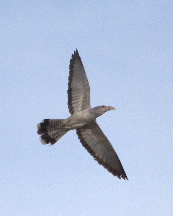 Channel-billed Cuckoo Photo by Mat Gilfedder