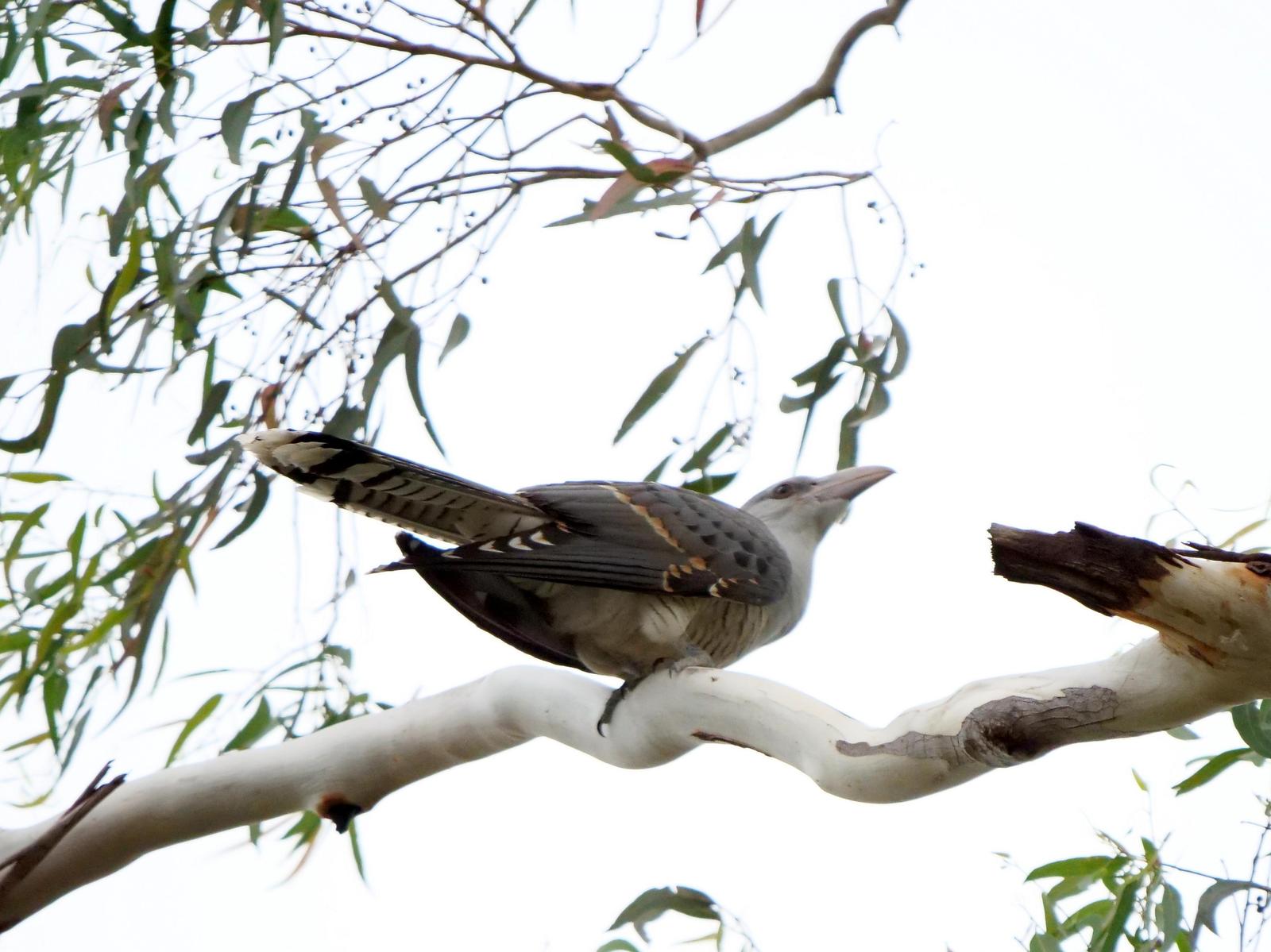Channel-billed Cuckoo Photo by Peter Lowe