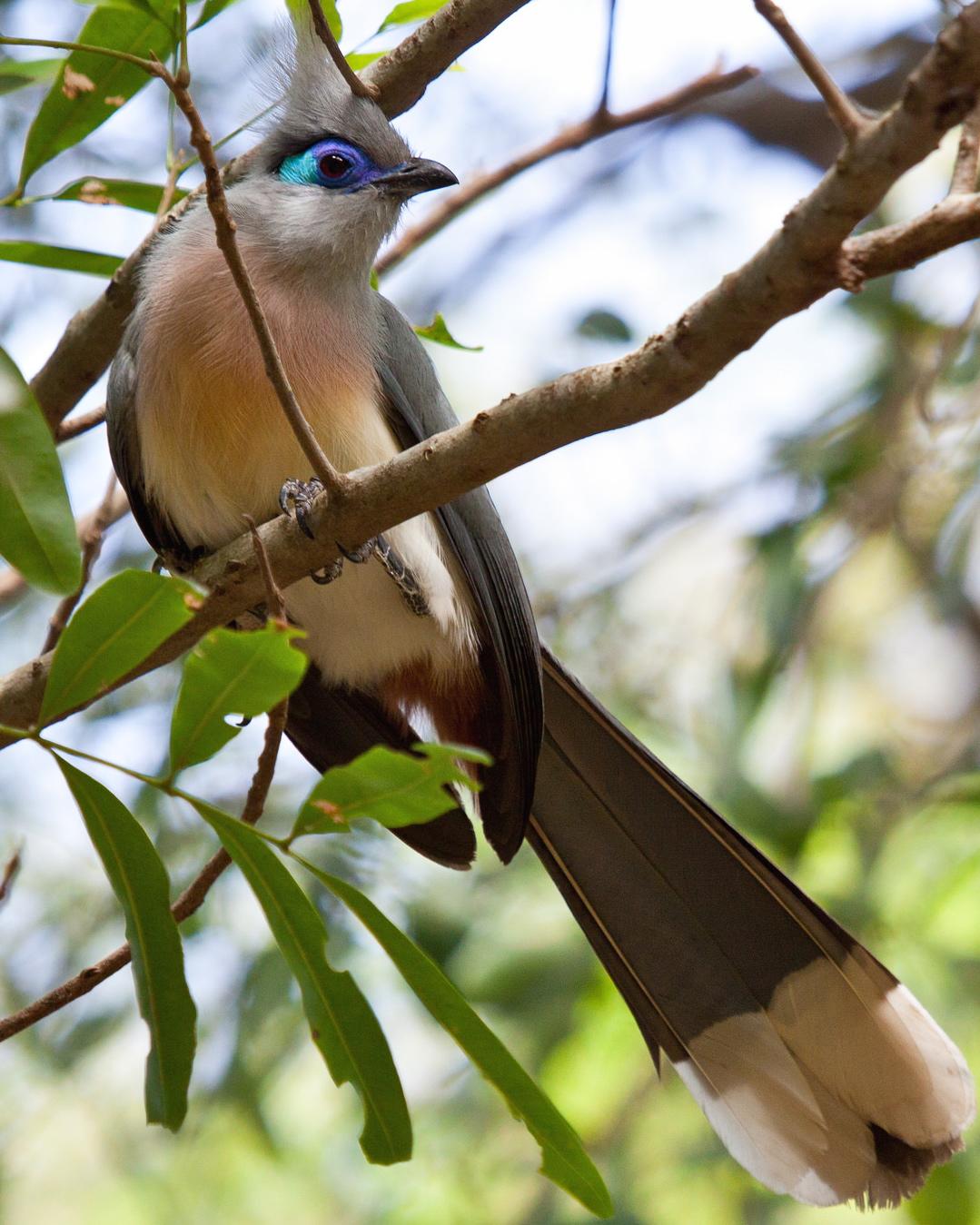 Crested Coua Photo by Sue Wright