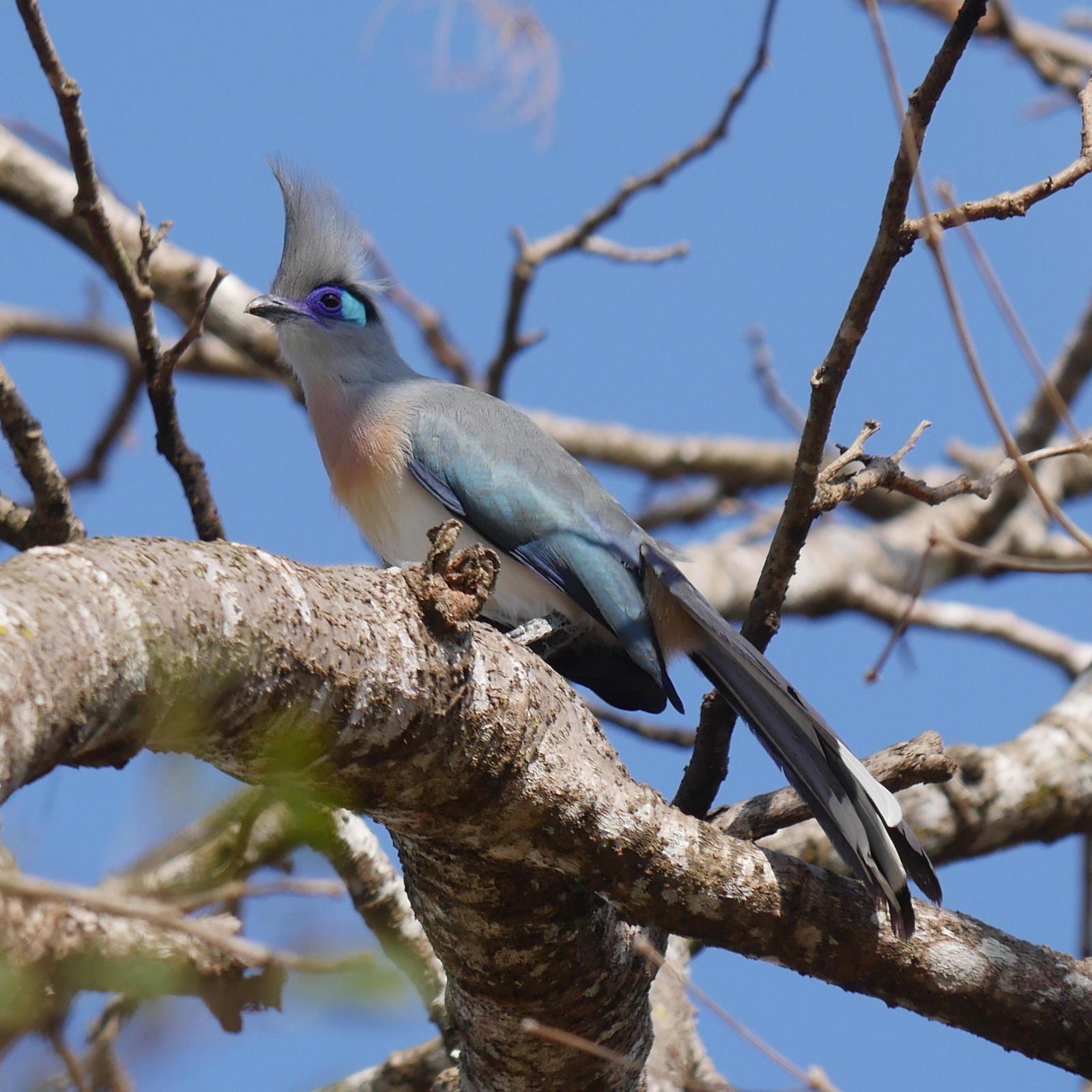 Crested Coua Photo by Peter Lowe